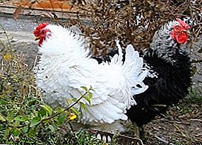 Muy suave, esponjosa y amigable - Pollos de raza rizada