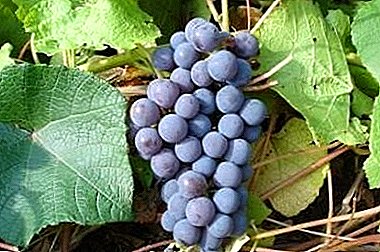 Technical grape variety - "Levokumsky"