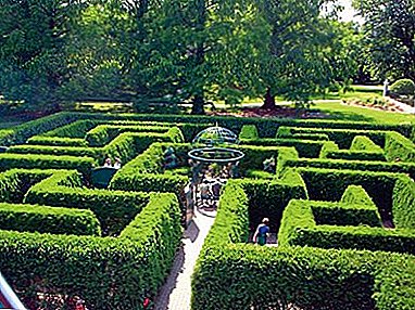 The technology of creating a hedge of boxwood: the formation, cutting