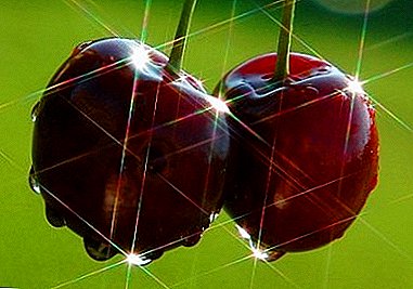 Heat-loving cherry with bright individuality - Podbelskaya grade