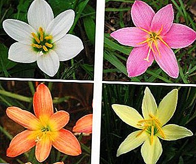 Termofilni cvijet "Zephyranthes" (Upstart): opis, kućna njega i fotografije