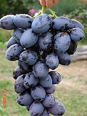 Šiltai mylintis gražus vynuogių Hadji Murat