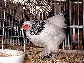 Exacte kopie van grote kippen van hetzelfde ras - Dwerg Brama