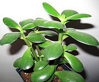 Kolonie portulakovaya: eine gemütliche Pflanze für das Haus