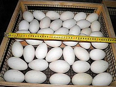 Le sottigliezze di incubare le uova d'oca a casa: istruzioni dettagliate e raccomandazioni per la creazione di un incubatore