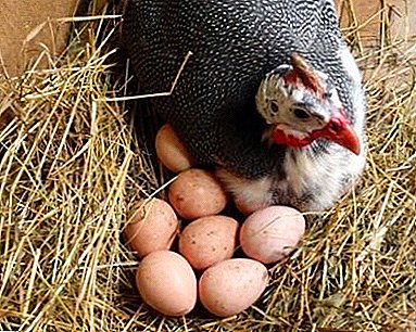 The subtleties of incubation of hens' eggs: step-by-step instruction with the table of breeding mode