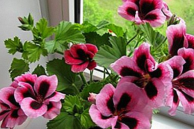 Reproduction subtleties of royal geranium cuttings and seeds: the rules and possible problems
