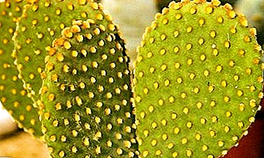 De subtiliteiten van de teelt en de geheimen van bloeiende Opuntia