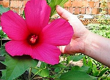Grassy handsome hibiscus: how to grow in your garden?