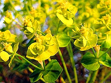 Herbácea perenne Euphorbia ciprés - descripción con foto