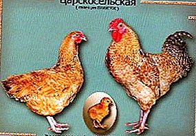 Tre kilo skønhed og ro - Tsarskoye Selo høner