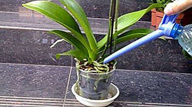 Three ways of watering orchids at home