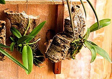 都会のアパートで熱帯地方、または自分の手でブロックに蘭を植えていますか？