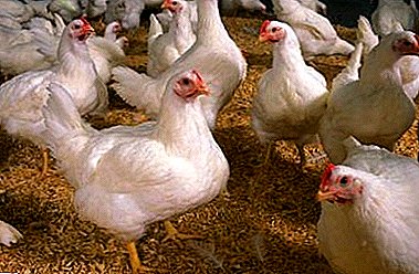 The difficulties of growing broilers at home: the characteristics of care, treatment and feeding