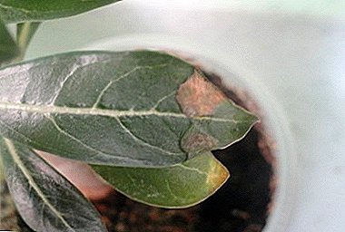 Adenium gula och torra tips av löv, orsakerna till öknen ökade sjukdomar och behandling