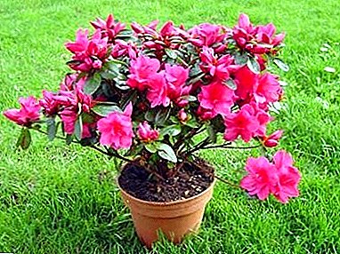 Azaleas dry and fall leaves: why, what to do and how to save? Fighting Disease and Pests