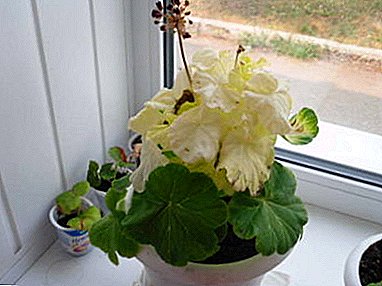 Do geraniums turn white leaves? Why is this happening and what needs to be done?