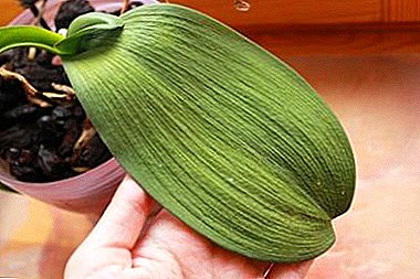 La orquídea tiene hojas suaves. ¿Por qué sucede esto y cómo salvar la planta?