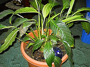 Spathiphyllum darkens flowers, leaves and their tips: why and how to help the plant in this situation?