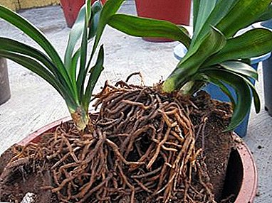 Do your home orchids dry their roots? Why is this happening and how to deal with it?