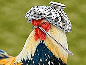 ¿Sus pollos tienen gripe aviar? ¿Cómo salvar a las aves y es posible hacer esto?