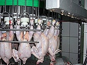 Slaughter of poultry on an industrial scale or how are chickens killed at a poultry farm?