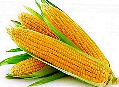 Nauka gotowania kukurydzy w rondlu: zdjęcia i przepisy krok po kroku, jak gotować kolbę z solą