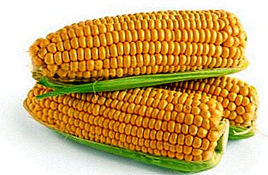 Aprender a cocinar una planta demasiado madura: ¿cuánto se cocina el maíz viejo para que se vuelva suave y jugoso?