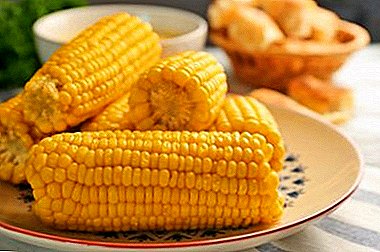 Vellykkede oppskrifter: hvor fort nok til å lage mat mais?