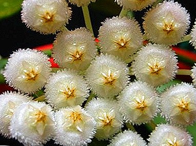 Καταπληκτική Hoya Lacunosa
