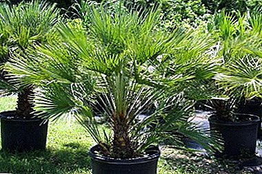Hämmastav palm Hamerops - eriti kodus hooldamine