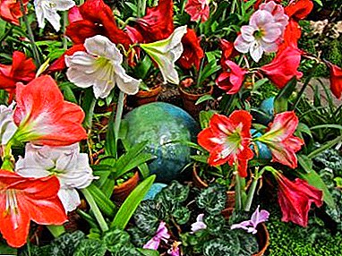 Increíbles flores de la familia bulbosa de Hippeastrum: variedades, variedades, fotos