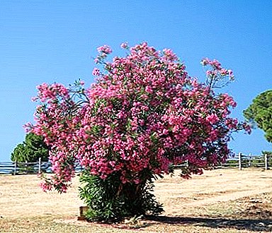 Amazing flower of ordinary oleander: care and cultivation at home and in the open field