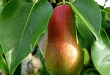Amazing taste and form of pear variety Talgar beauty