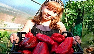 Overraskende velsmakende og utrolig sunn pepper - Kakadu utvalg: voksende og avl