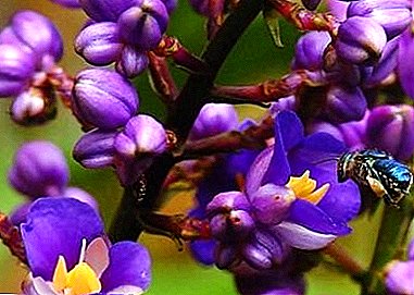 Удивително екзотично растение - "Дихоризандра": снимки и описания на лозя