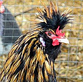 Eine erstaunliche Kombination von Dekoration und Eiproduktion - Pavlovskaya Hühnerrasse
