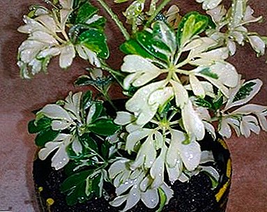 Невјеројатно лијепа биљка "Јеанине Сцхеффлера": фотографија и њега код куће