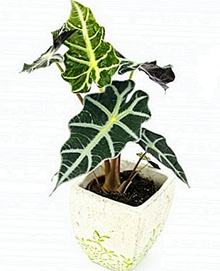Home care for Polly's Alocasia: transplanting and growing, plant photo
