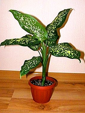 Ta vare på hjemme for Dieffenbachia Spotted, fordelene og ulemperne ved denne planten