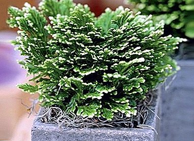 Home care for shrubs "Selaginella Martensia Jory"