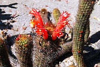 Kleistokaktus bitkisi ve türleri fotoğrafları için evde bakım