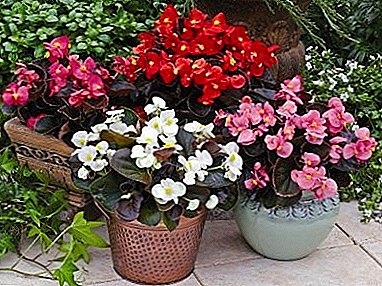 Home care for ever flowering begonia