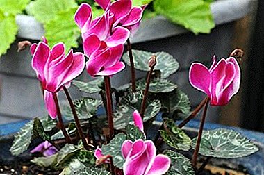 Caring for alpine violet: cyclamen has faded, what to do next?