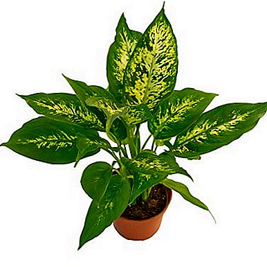 Home care for Dieffenbachia: the benefits and disadvantages of an exotic plant
