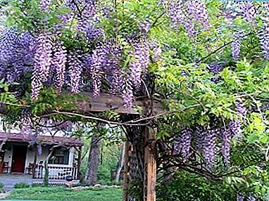 Caring for Wisteria in the garden: how to cover for the winter?