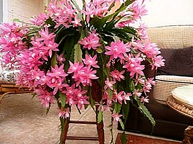 Cuidado de "cactus - orquídeas" "Epifillum" en casa