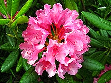Caring for rhododendron in winter: how to cover and properly prepare? Frost-resistant varieties and types
