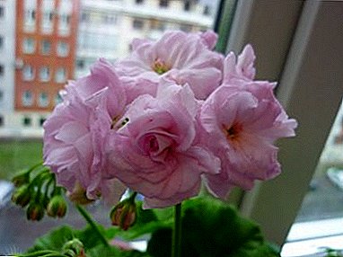 Dekorer ditt hjem - Pelargonium Mildfield Rose: beskrivelse med foto, planting, reproduksjon og omsorg