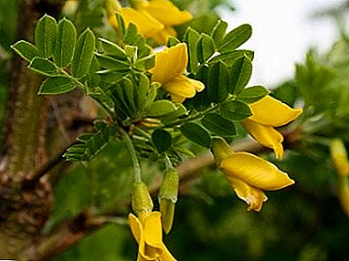İyileştirici özelliklere sahip eşsiz bir bal bitkisi - Yellow Acacia